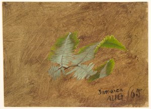 Tutkimus Fernistä, Jamaika tekijältä Frederic Edwin Church