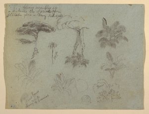 Tree Studies nähtynä Rio Magdalena, Kolumbia tekijältä Frederic Edwin Church