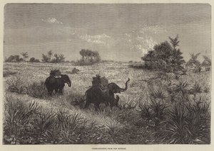Intia ja Walesin prinssi, Tiger-ammunta Howdasta tekijältä Frederic Theodore Lix