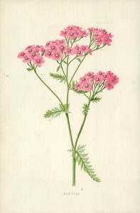 Achillea tekijältä Frederick Edward Hulme