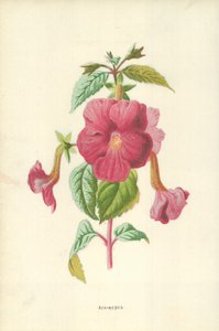 Achimenes tekijältä Frederick Edward Hulme