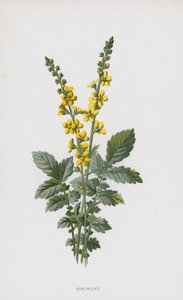 Agrimony (chromolitho) tekijältä Frederick Edward Hulme