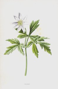 Anemone (chromolitho) tekijältä Frederick Edward Hulme