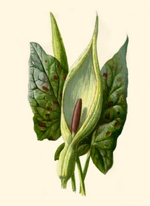 Arum or Cuckoo Pint, 1877. tekijältä Frederick Edward Hulme