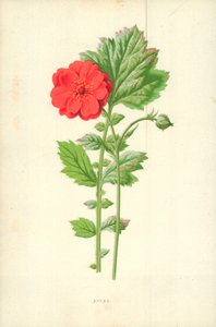 Avens