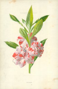 Balsamia tekijältä Frederick Edward Hulme