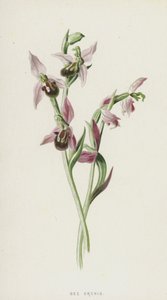Bee Orchis (chromolitho) tekijältä Frederick Edward Hulme