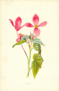 Begonia tekijältä Frederick Edward Hulme