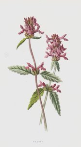 Betony (kromoliitti) tekijältä Frederick Edward Hulme