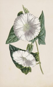 sideruoho (chromolitho) tekijältä Frederick Edward Hulme