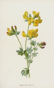 Birds-Foot Trefoil (chromolitho) tekijältä Frederick Edward Hulme