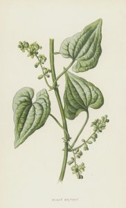 Black Bryony (chromolitho) tekijältä Frederick Edward Hulme