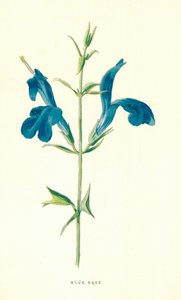 Sininen salvia tekijältä Frederick Edward Hulme