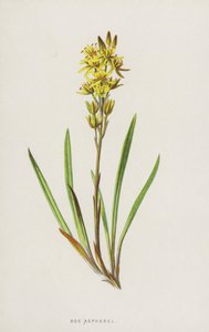Suon asfodel (chromolitho) tekijältä Frederick Edward Hulme