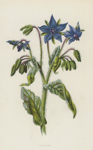 Purasruoho (chromolitho)
