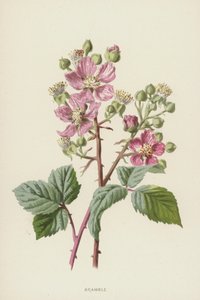Bramble (chromolitho) tekijältä Frederick Edward Hulme