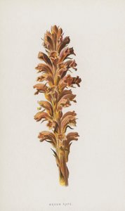 Luutaraiskaus (chromolitho) tekijältä Frederick Edward Hulme