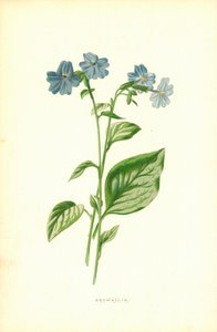 Browallia tekijältä Frederick Edward Hulme