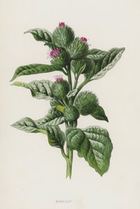 takiainen (chromolitho) tekijältä Frederick Edward Hulme