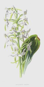 Butterfly Orchis (chromolitho) tekijältä Frederick Edward Hulme