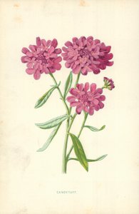 Candytuft