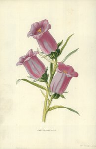 Canterbury Bell tekijältä Frederick Edward Hulme