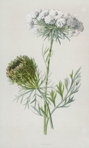 Porkkana (chromolitho) tekijältä Frederick Edward Hulme