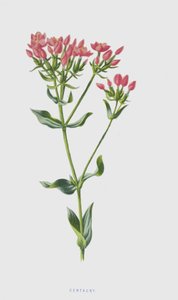 Centaury (chromolitho) tekijältä Frederick Edward Hulme