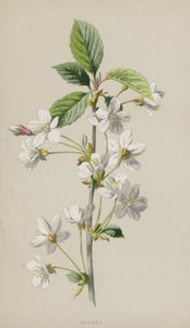 Kirsikka (chromolitho) tekijältä Frederick Edward Hulme