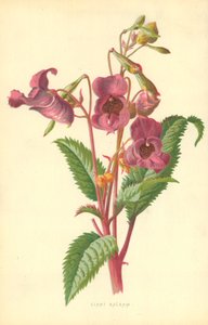 Ciant Balsam tekijältä Frederick Edward Hulme