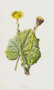 Coltsfoot (chromolitho) tekijältä Frederick Edward Hulme