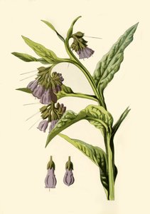 Comfrey, 1877. tekijältä Frederick Edward Hulme