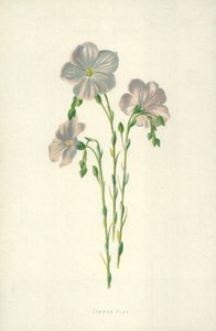 Tavallinen pellava tekijältä Frederick Edward Hulme