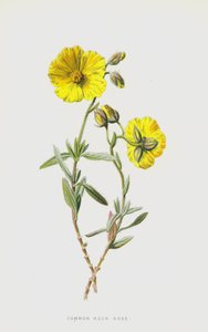 Tavallinen kiviruusu (chromolitho) tekijältä Frederick Edward Hulme