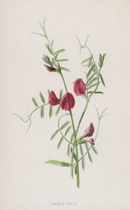 Tavallinen virna (chromolitho) tekijältä Frederick Edward Hulme