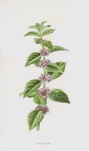 Maissiminttu (chromolitho) tekijältä Frederick Edward Hulme
