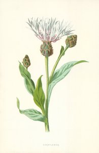 Ruiskaunokki