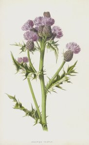 Hiipivä ohdake (chromolitho) tekijältä Frederick Edward Hulme