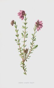 Cross-Leaved Heath (chromolitho) tekijältä Frederick Edward Hulme
