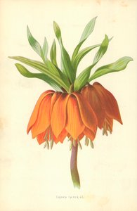 Kruunun keisarillinen tekijältä Frederick Edward Hulme