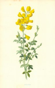 Cytisus tekijältä Frederick Edward Hulme