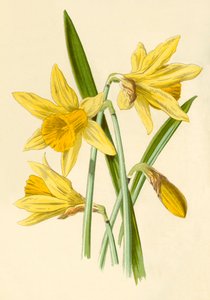 Narsissi, 1877.
