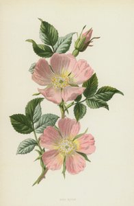 Dog-Rose (chromolitho) tekijältä Frederick Edward Hulme