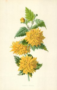 Kaksinkertainen Kerria tekijältä Frederick Edward Hulme