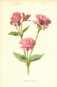 Double Red Campion tekijältä Frederick Edward Hulme