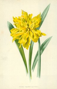 Kaksoistrumpetti narsissi tekijältä Frederick Edward Hulme