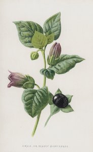 Dwale tai Deadly Nightshade (chromolitho) tekijältä Frederick Edward Hulme