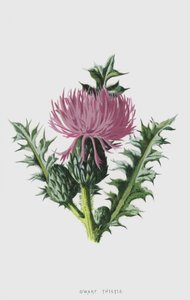 Kääpiöohdake (chromolitho) tekijältä Frederick Edward Hulme