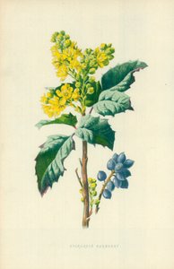 Evergreen Barberry tekijältä Frederick Edward Hulme