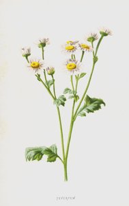 Feverfew (chromolitho) tekijältä Frederick Edward Hulme